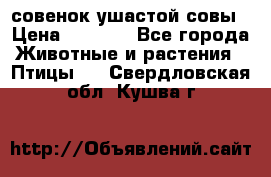 совенок ушастой совы › Цена ­ 5 000 - Все города Животные и растения » Птицы   . Свердловская обл.,Кушва г.